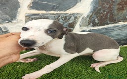 Whippet perros en venta: Whippet HEMBRAS (hay video) - Anuncio 6