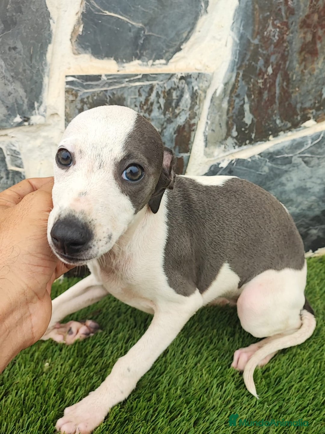 Whippet perros en venta: Whippet HEMBRAS (hay video) - Anuncio 6