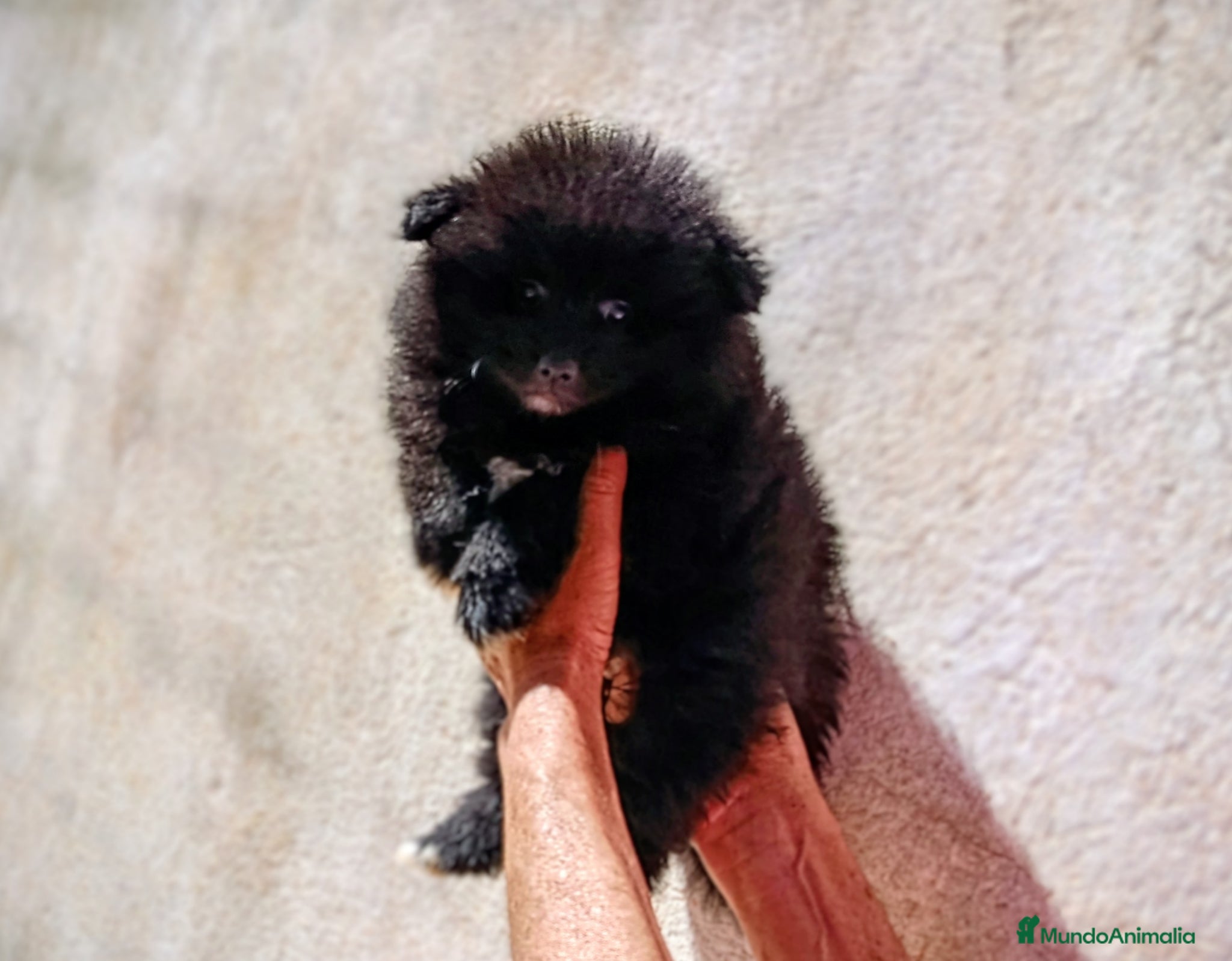 Pomerania perros OFERTA ESPECIAL MACHITO POMERANIA  - Anuncio 1