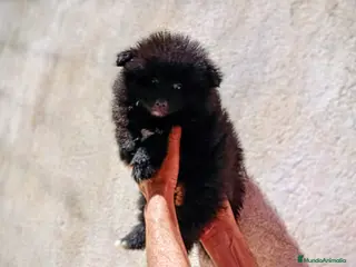 Pomerania perros OFERTA ESPECIAL MACHITO POMERANIA - Anuncio 1