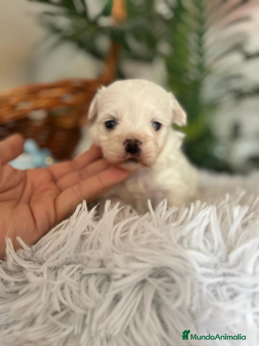 Bichón Maltés perros en venta: BICHON MALTES DISPONIBLE - Anuncio 7