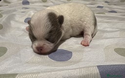 Chihuahua perros en venta: Chihuahua toy rusos - Imagen 4