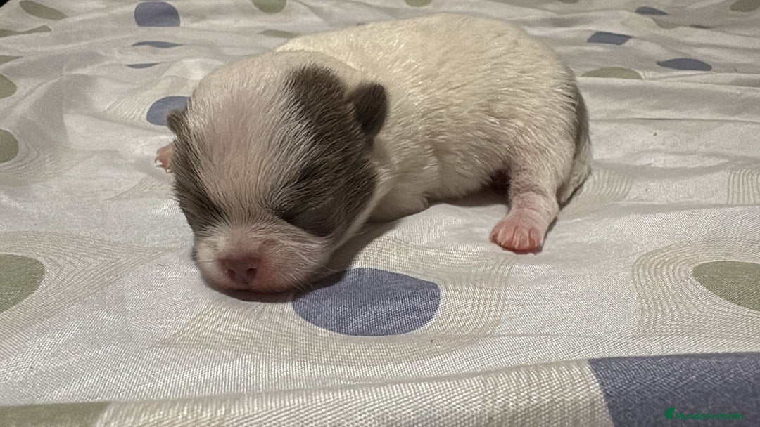 Chihuahua perros en venta: Chihuahua toy rusos - Imagen 4