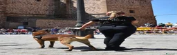 Pastor Belga Malinois perros en venta: MALINOIS LÍNEA DE TRABAJO PADRES POLICÍAS  en Barcelona - Anuncio 5