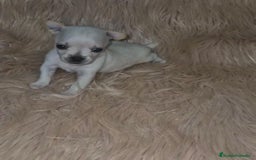 Chihuahua perros en venta: Chihuahua toy cabeza manzana  - Imagen 5