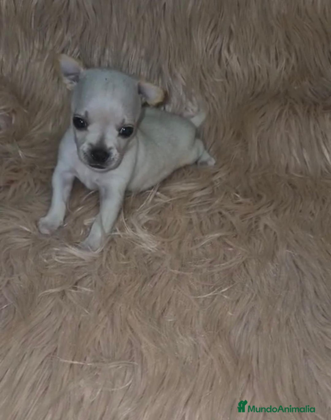 Chihuahua perros en venta: Chihuahua toy cabeza manzana  - Imagen 5