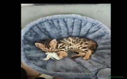 Bengalí gatos en venta: Cachorros bengalíes  - Imagen 2