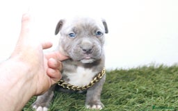 American Pit Bull Terrier perros en venta: American pitbull hembra de pitbull diamante unico  - Imagen 10