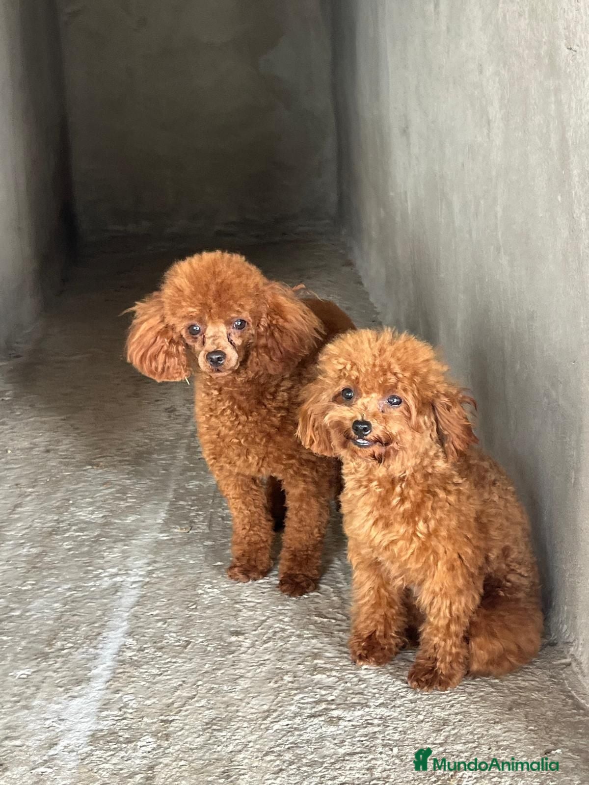 Caniche Toy perros Cachorros de caniche - Anuncio 1