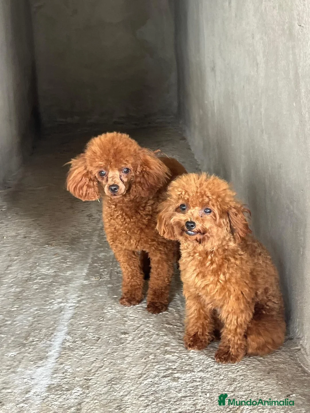 Caniche Toy perros en venta: Cachorros de caniche - Anuncio 1
