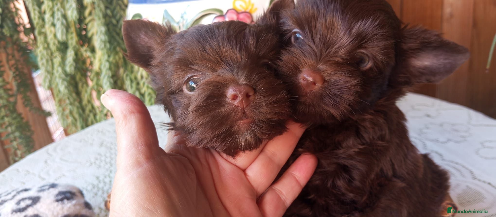 Yorkshire Terrier perros Yorkshire biewer  - Anuncio 6
