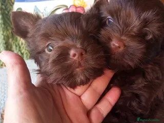 Yorkshire Terrier perros Yorkshire biewer - Anuncio 6