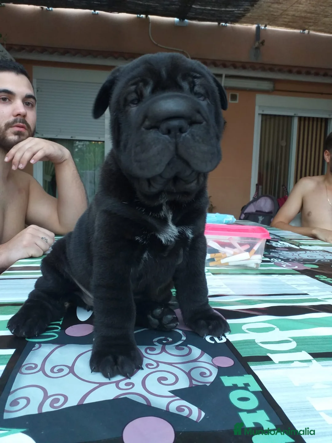 Shar Pei perros para monta: SE OFRECE MACHO SHAR PEI PARA MONTA en Jaén - Anuncio 1