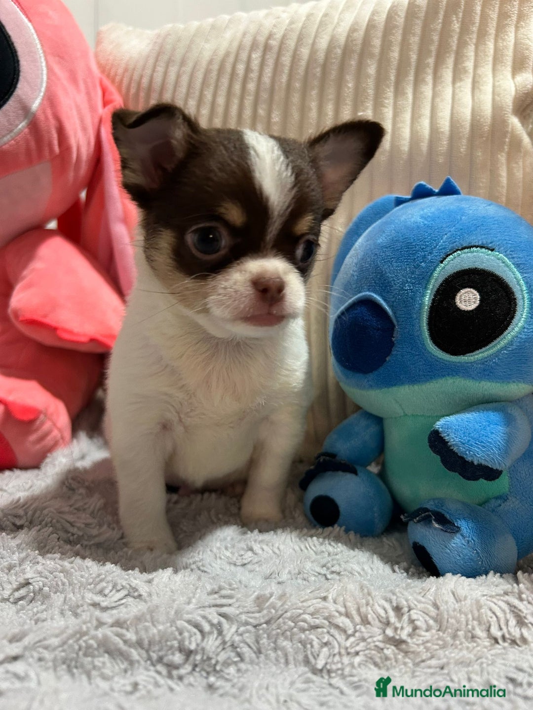 Chihuahua perros en venta: Chihuahua toy rusos - Imagen 8