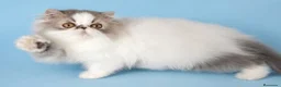 Persa gatos en venta: Persa Puro - Anuncio 1