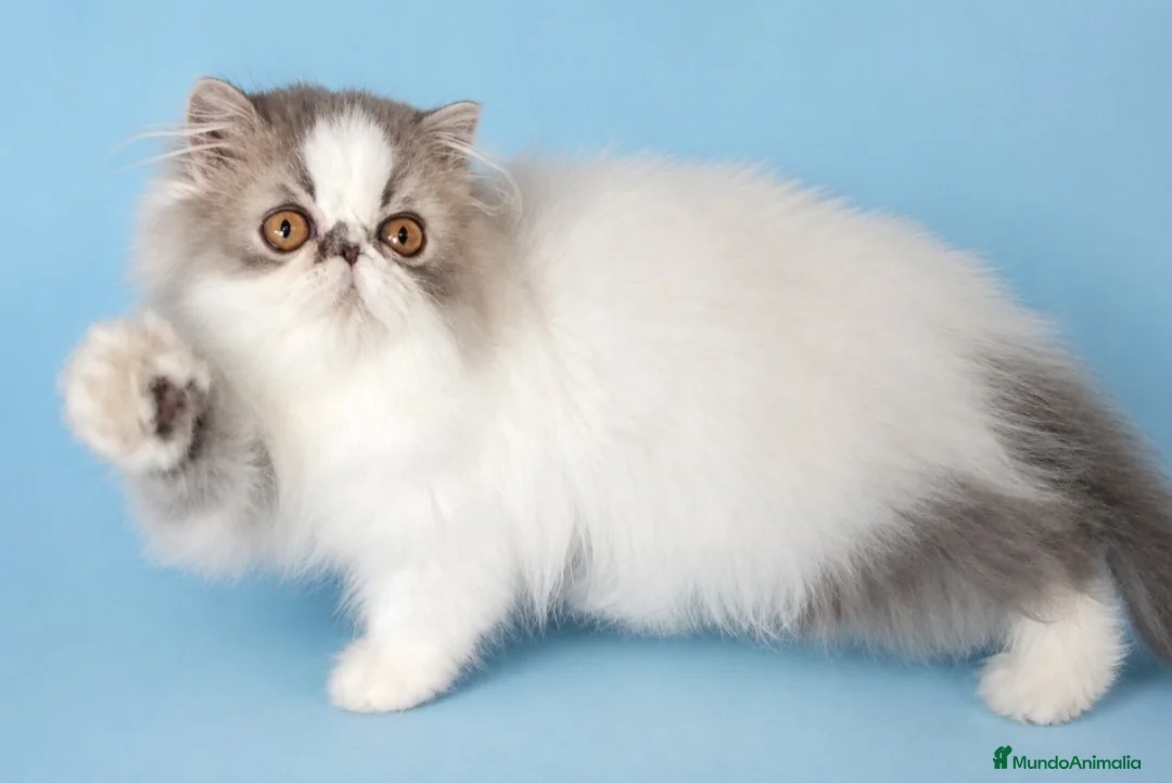 Persa gatos en venta: Persa Puro - Anuncio 1