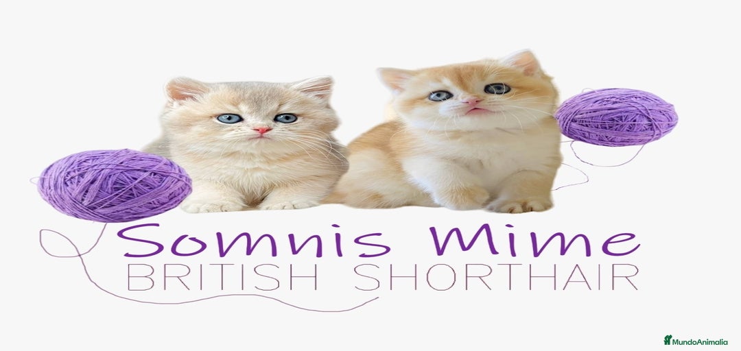 Imagen de galería {{count}}