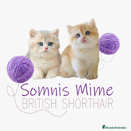 Imagen de galería {{count}}