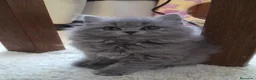 Británico de Pelo Largo gatos en venta: BRITISHLONGHAIR🩶GATITOS EXCLUSIVOS DE PELO LARGO  - Anuncio 5