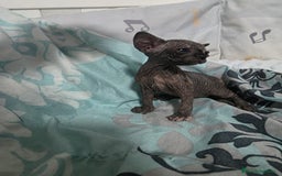 Sphynx gatos en venta: Sphynx calidad y selección  - Imagen 1