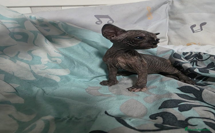Sphynx gatos - Anuncio 4