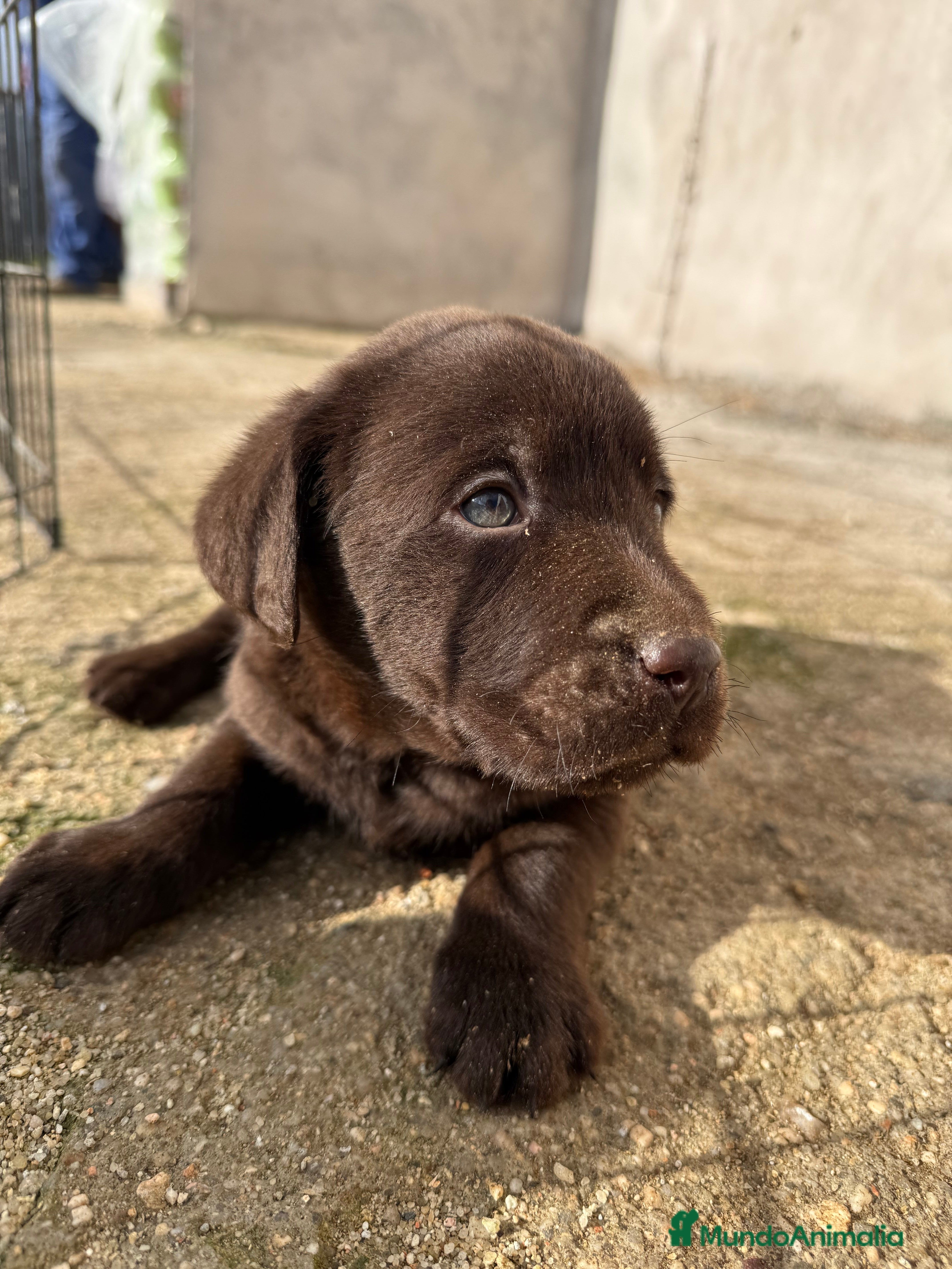 Labrador Retriever perros LABRADORES CHOCOLATES - Anuncio 2