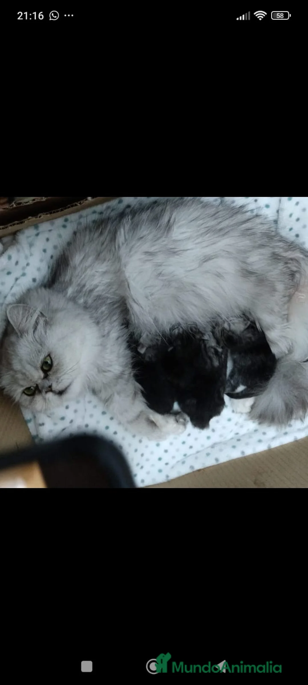 Persa gatos en venta: Gatos persas - Anuncio 7