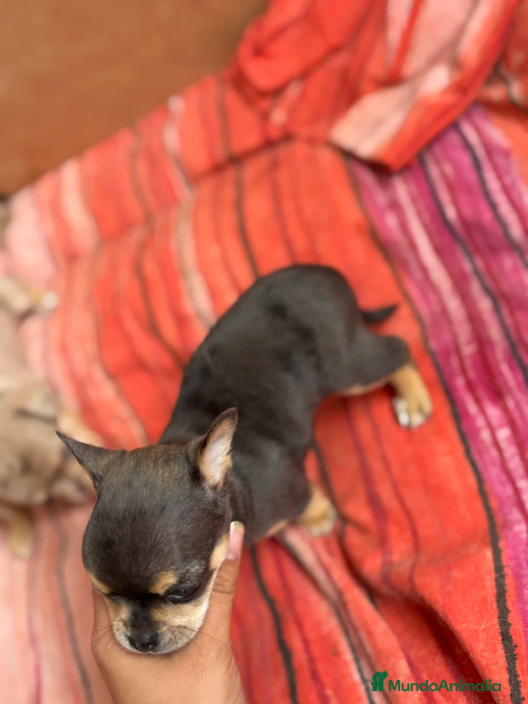 Chihuahua perros en venta: Chihuahua macho Bluemerle🩵🐾🐶 - Anuncio 4