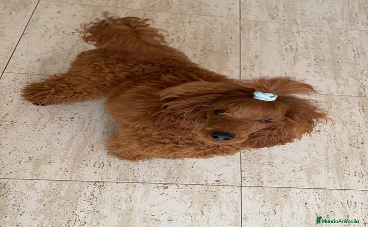 Caniche Toy perros - Propaganda 1