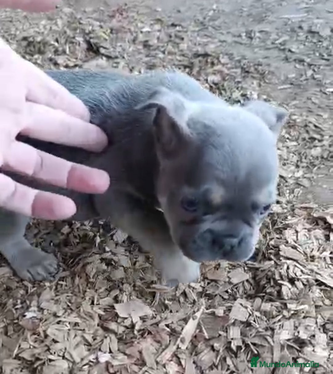 Bulldog Francés perros Bulldog Frances - Anuncio 6