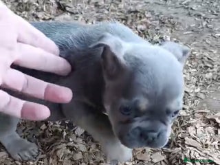 Bulldog Francés perros Bulldog Frances - Anuncio 36