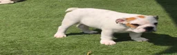 Bulldog Inglés perros en venta: Bulldog ingles machos  - Anuncio 4