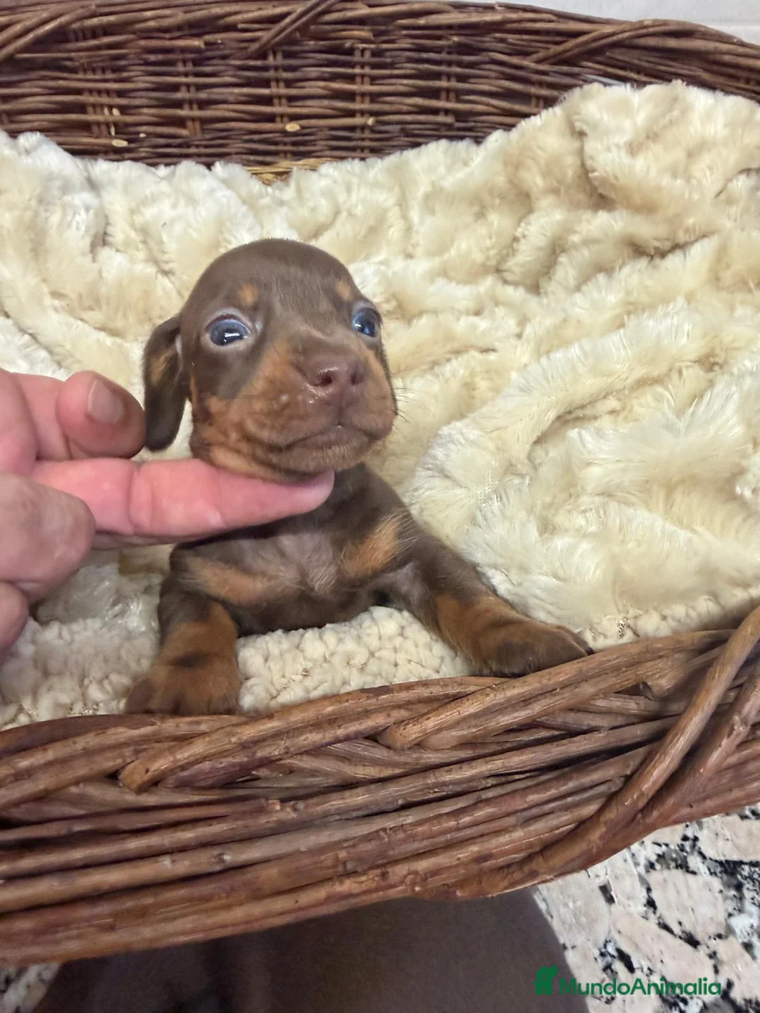 Teckel Miniatura perros en venta: TECKEL CHOCOLATE - Anuncio 2