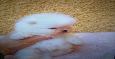 Pomerania perros - Anuncio 8