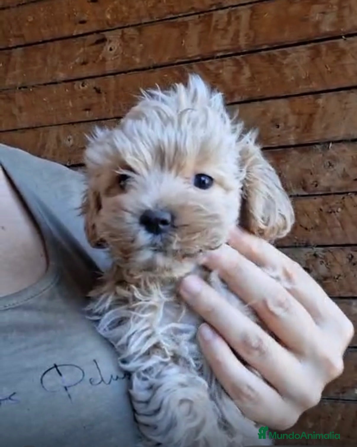 Maltipoo perros Maltipoo macho  - Anuncio 1