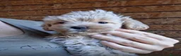 Maltipoo perros en venta: Maltipoo macho  - Anuncio 1