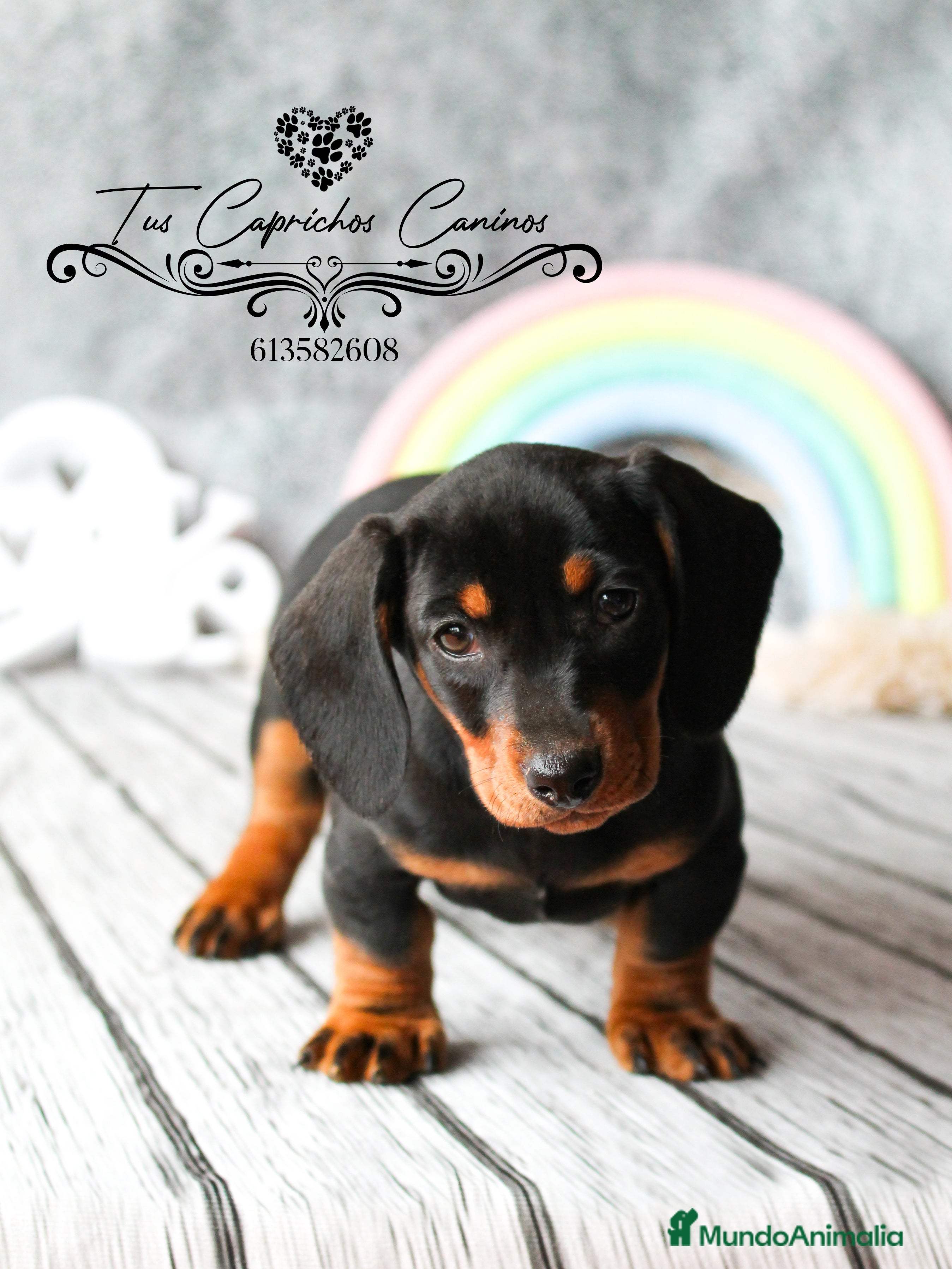 Teckel perros TECKEL en Cantabria - Anuncio 9