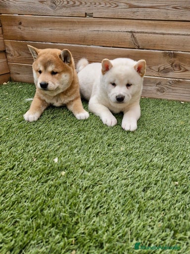 Imagen de galería {{count}}