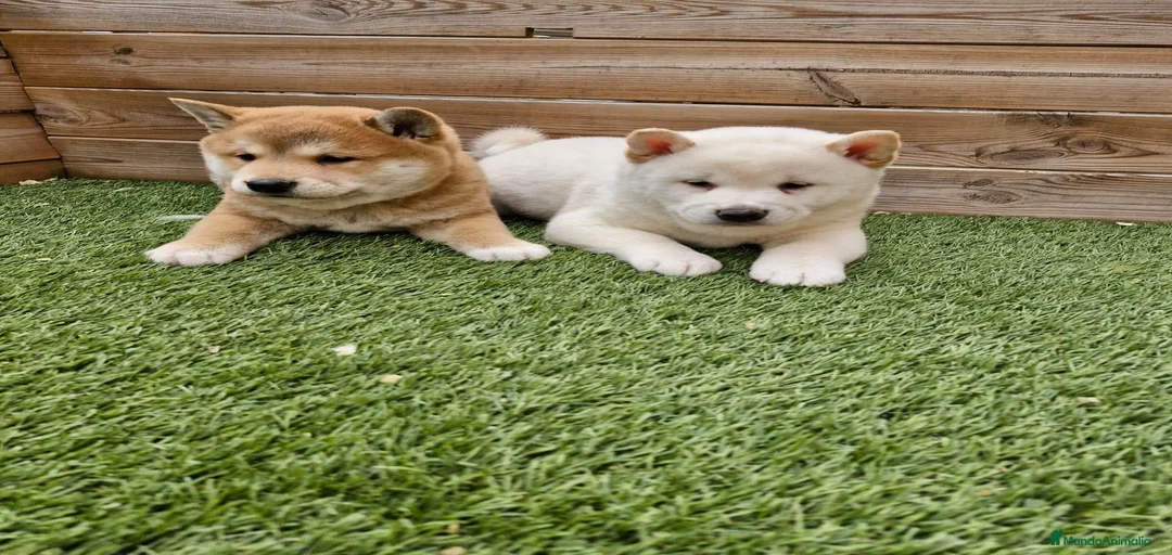 Imagen de galería {{count}}