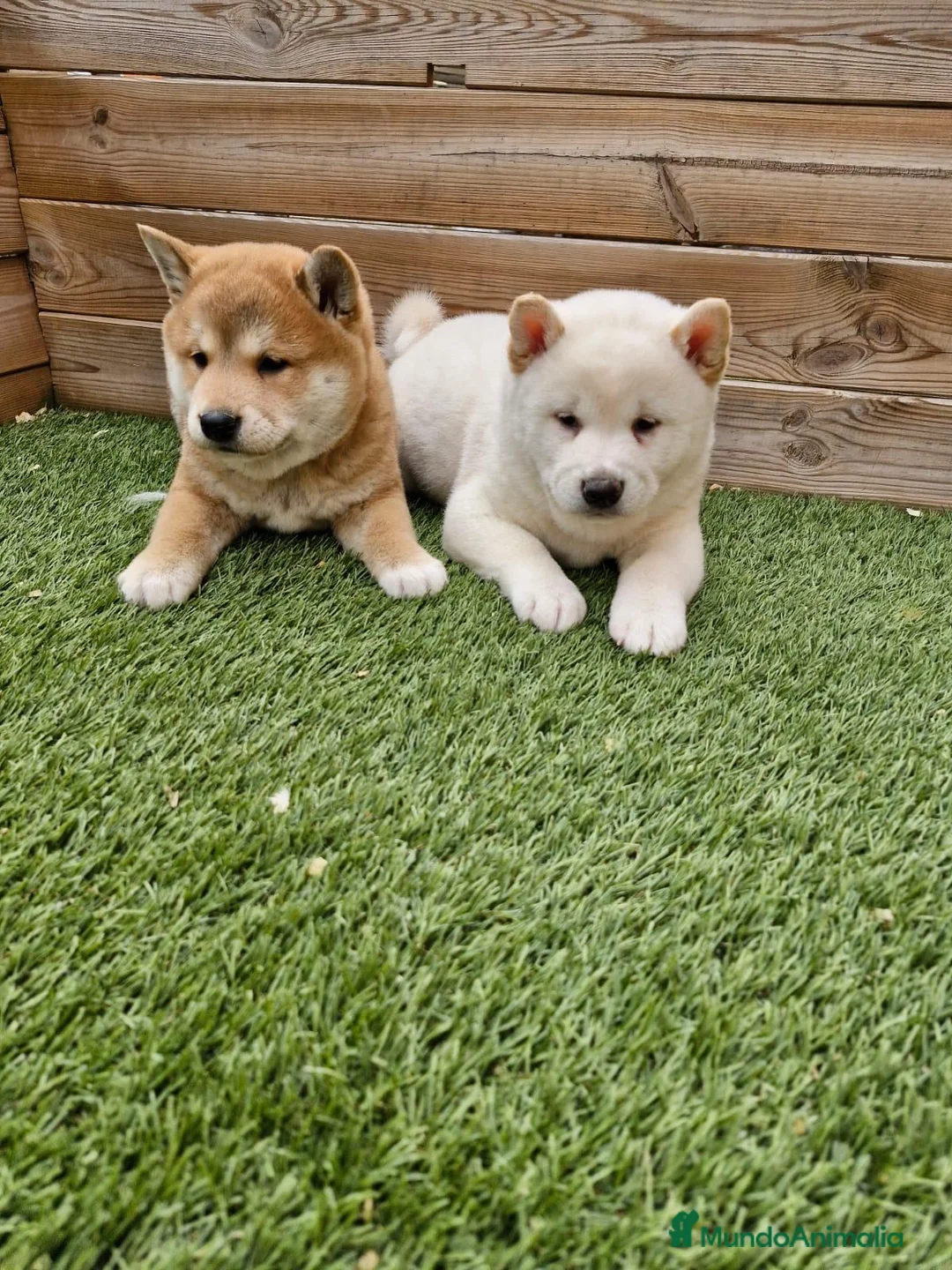 Imagen de galería {{count}}