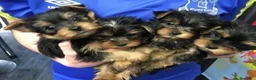 Yorkshire Terrier perros en venta: yorkshire  en Barcelona - Anuncio 1