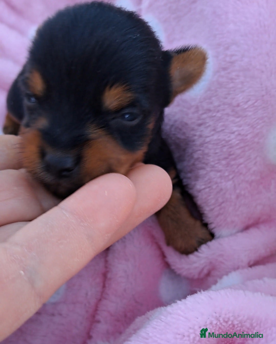 Yorkshire Terrier perros Bebes yorkshire mini toy - Anuncio 27