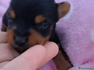 Yorkshire Terrier perros Bebes yorkshire mini toy - Anuncio 27