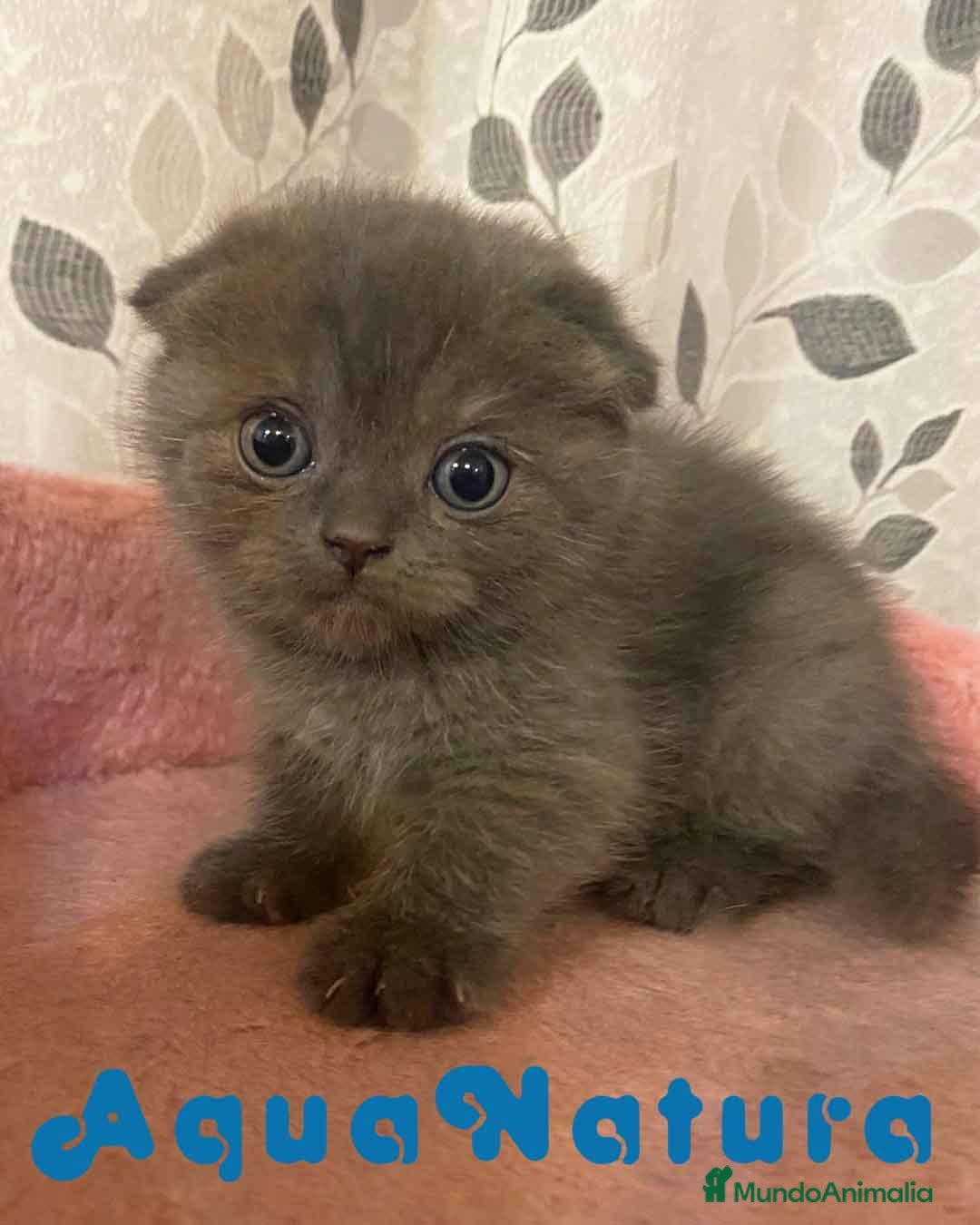 Scottish Fold gatos Scottish Fold Hembra 1 - AQUANATURA - Anuncio 1
