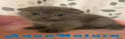 Scottish Fold gatos en venta: Scottish Fold Hembra 1 - AQUANATURA en Barcelona - Anuncio 1