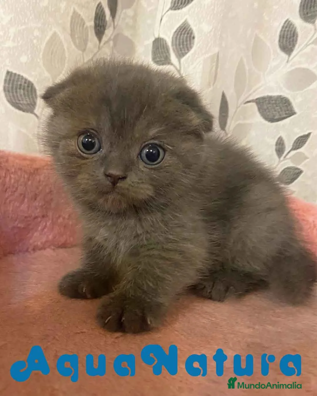 Scottish Fold gatos en venta: Scottish Fold Hembra 1 - AQUANATURA en Barcelona - Anuncio 1