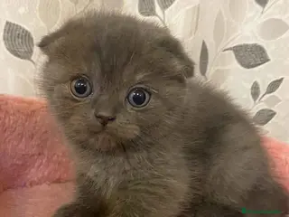 Scottish Fold gatos Scottish Fold Hembra 1 - AQUANATURA - Anuncio 1