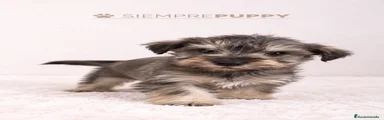 Schnauzer Miniatura 1