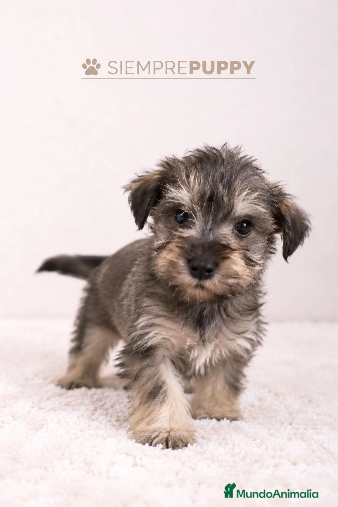 Schnauzer Miniatura perros en venta: SCHNAUZER MINI SAL PIMIENTA - Anuncio 2