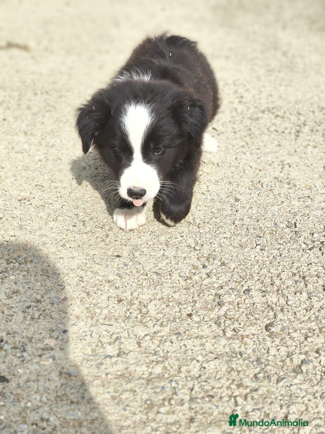 Border Collie perros en venta: Cachorros border collie blanco y negro  - Imagen 5